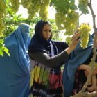 Women in a vineyard in Afghanistan.