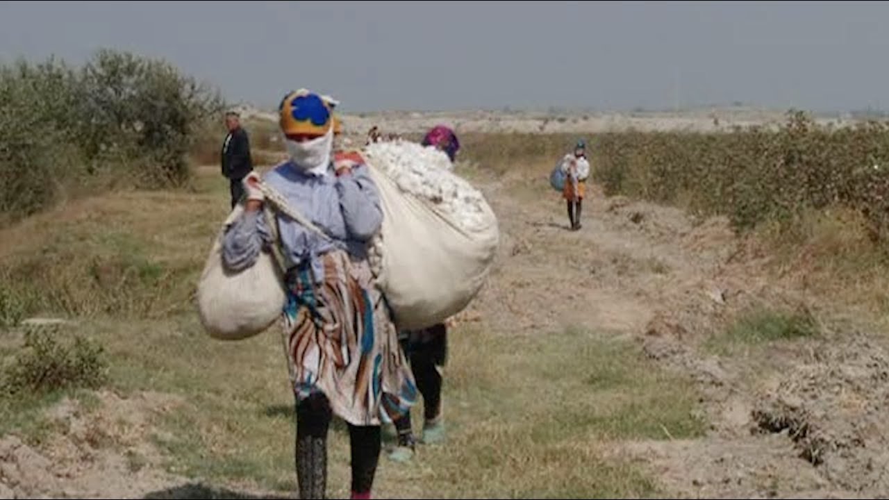 Video: Forced Labor Used in Uzbekistan's Cotton Harvests